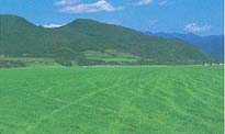 グラス馬場