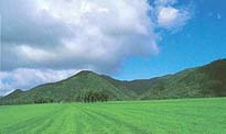 坂路グラス馬場