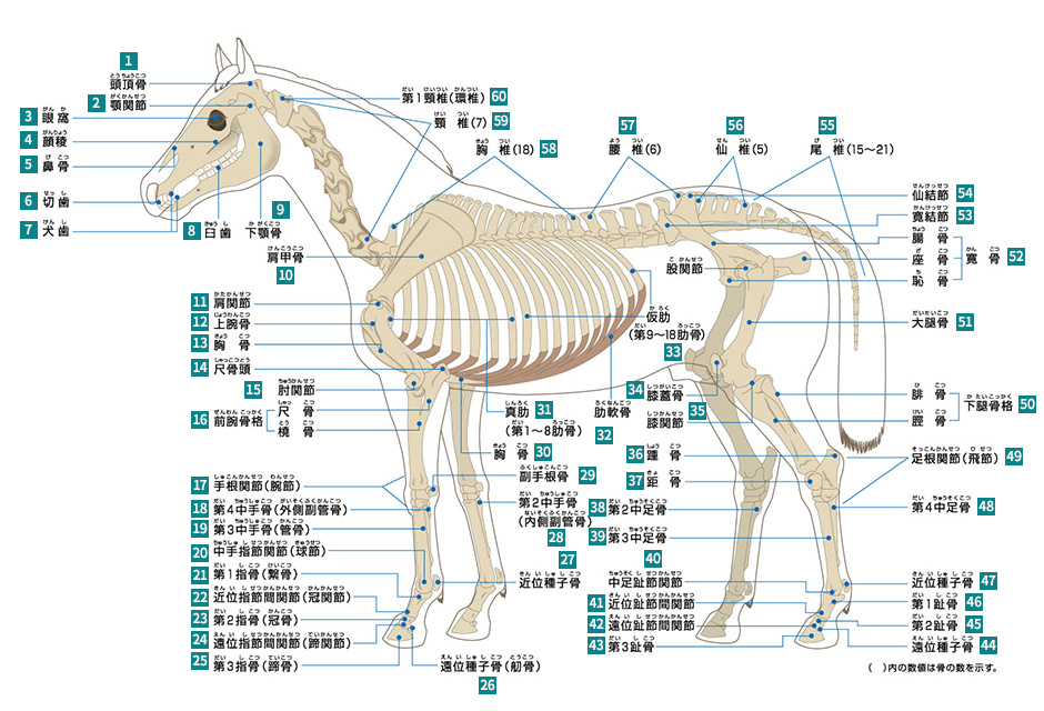 骨格の名称（競走馬・馬体の仕組み）：サラブレッド講座 JRA