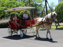 ポニー馬車