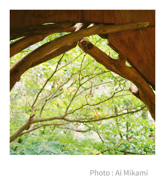 �����쎩�R�т̗l�q