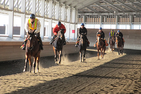 育成牧場とは 日高育成牧場 JRA