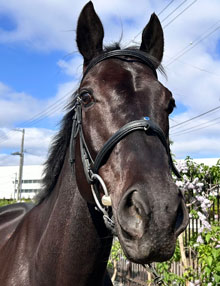 札幌競馬場100年史 札幌競馬場 - Wikipedia