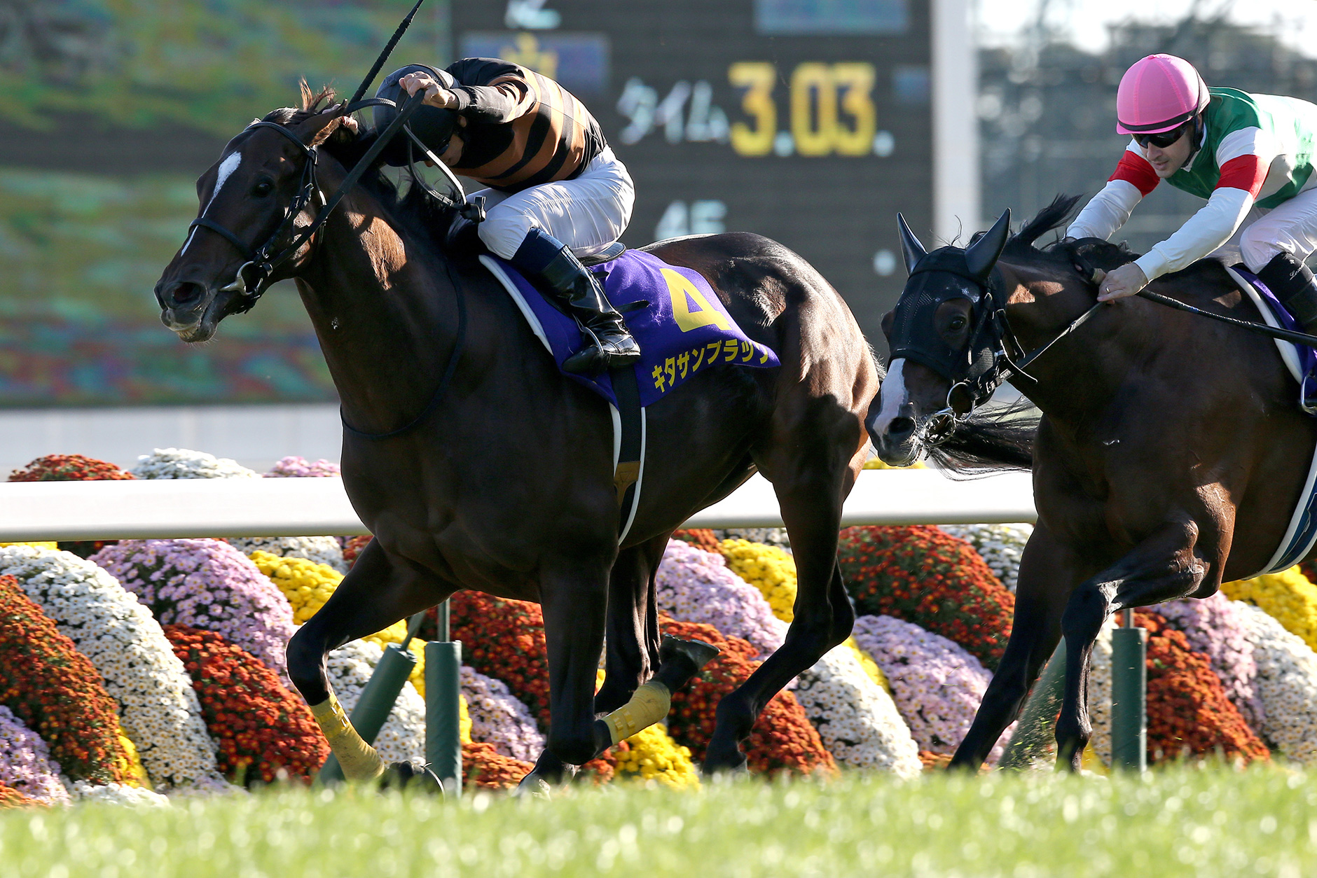 キタサンブラック｜3分でわかった気になる名馬 JRA