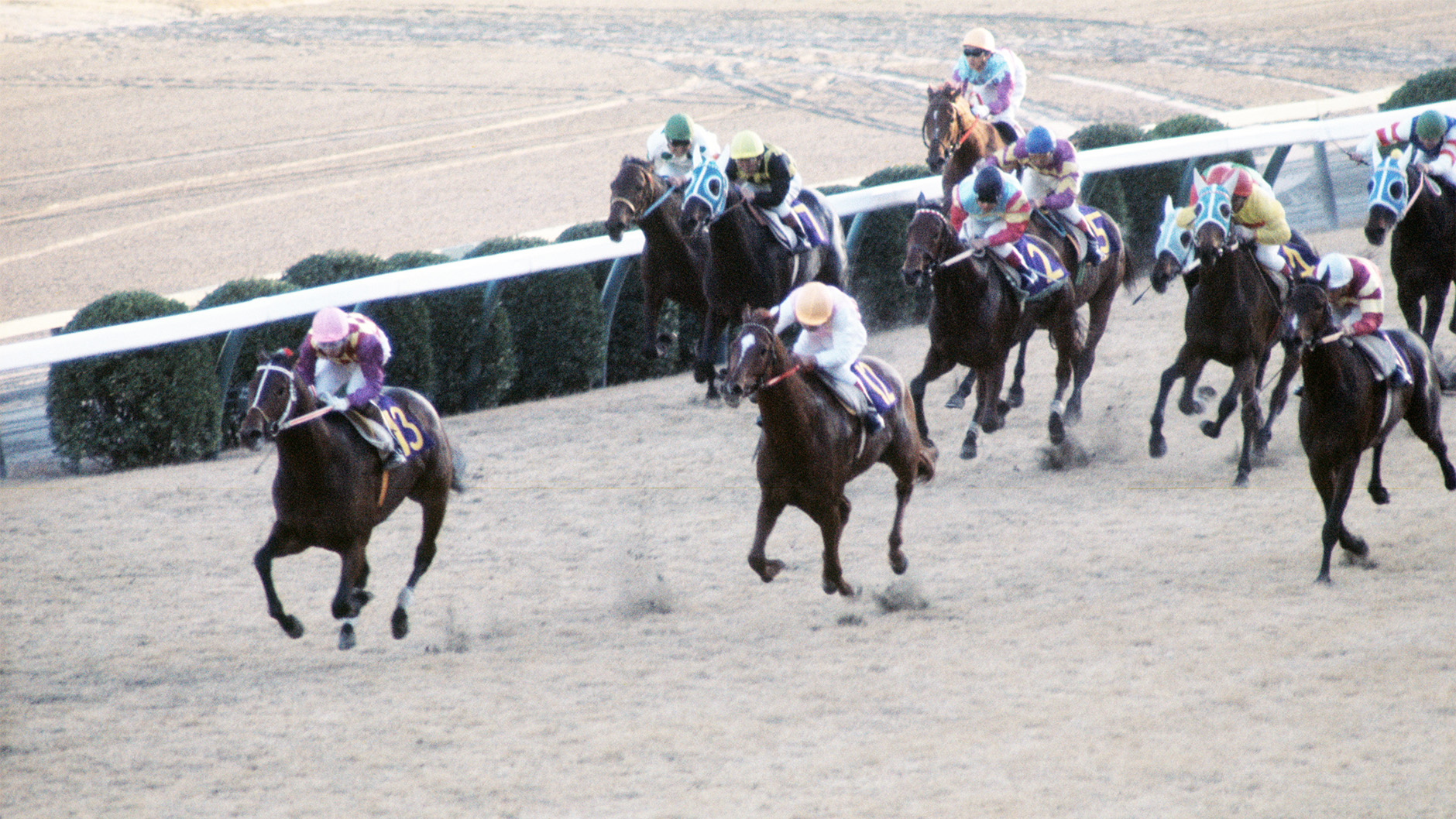 トウショウボーイ：競馬の殿堂 JRA