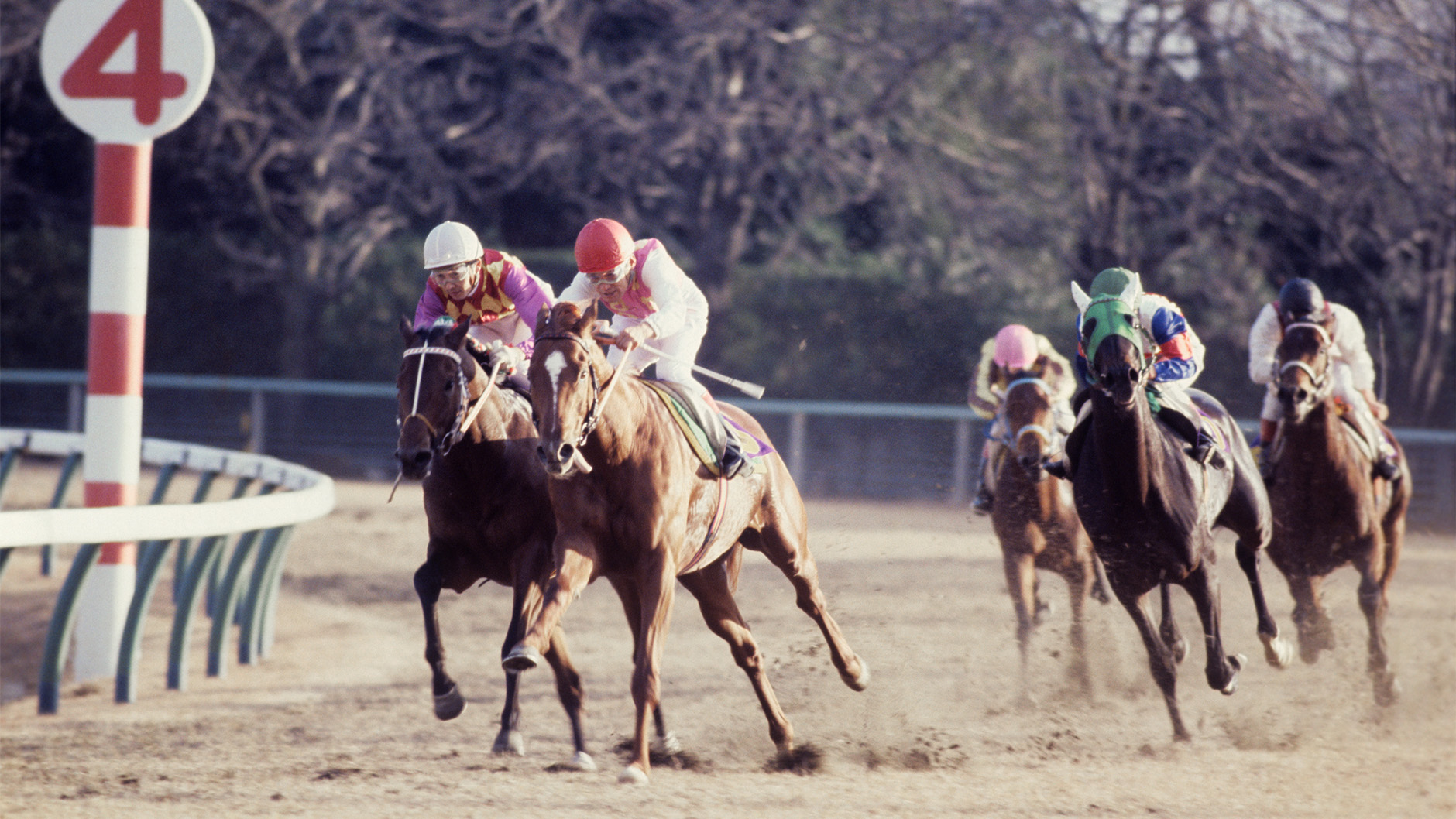 テンポイント：競馬の殿堂 JRA