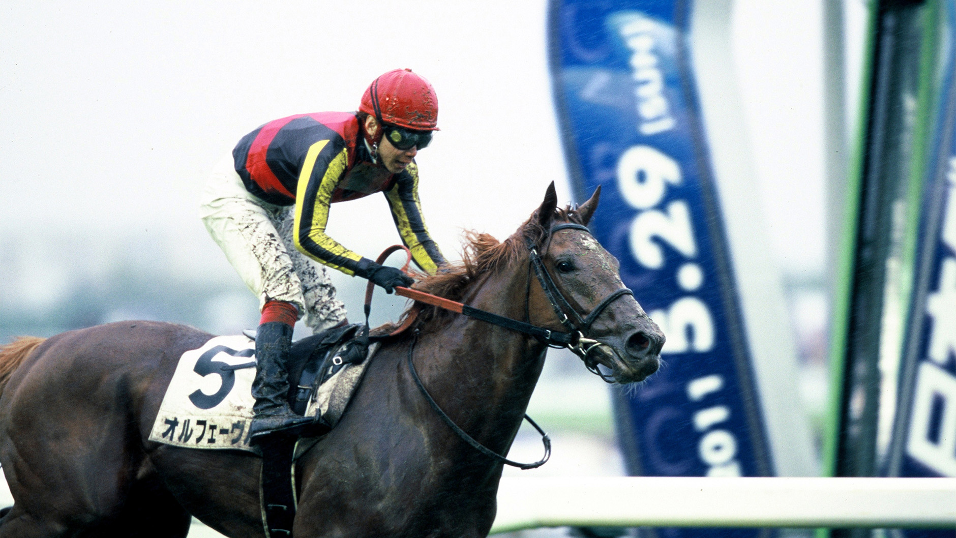 2011�N �����D�x