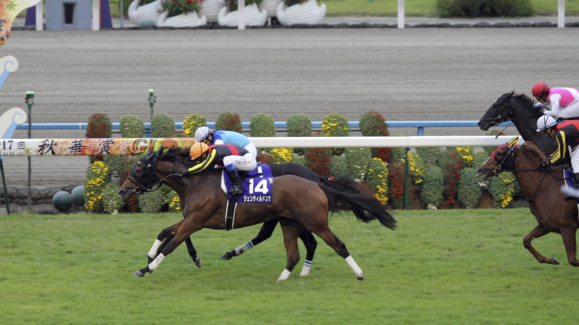 ジェンティルドンナ：競馬の殿堂 JRA
