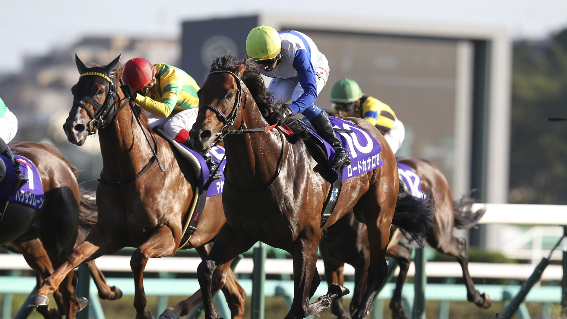 ロードカナロア スプリンターズS 記念ジャージ 龍王 L 競馬 8/15迄 ロードカナロア スプリンターズS 記念ジャージ 龍王 L 競馬 8/15迄