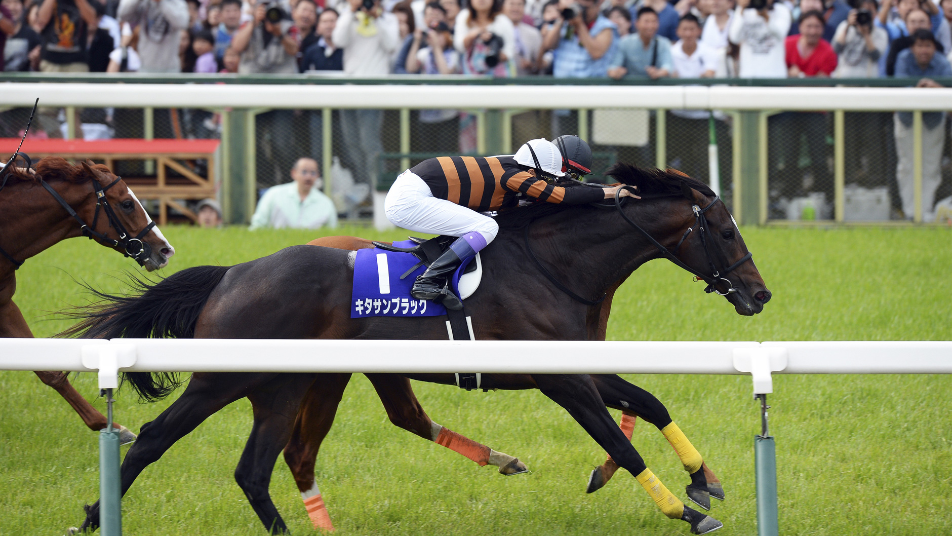 キタサンブラック：競馬の殿堂 JRA