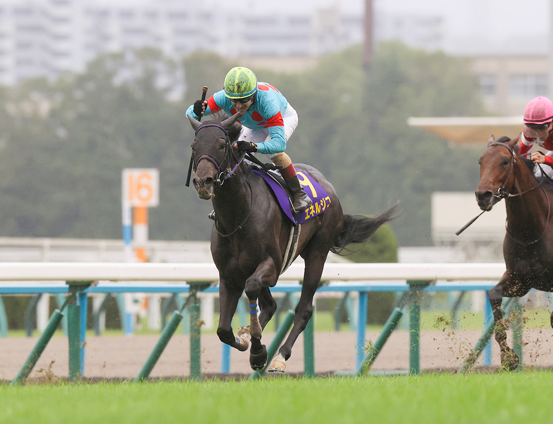 jra レース 情報