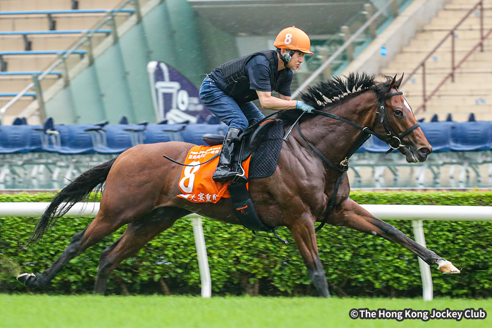 日本馬近況：2024年チャンピオンズマイル 海外競馬発売 JRA