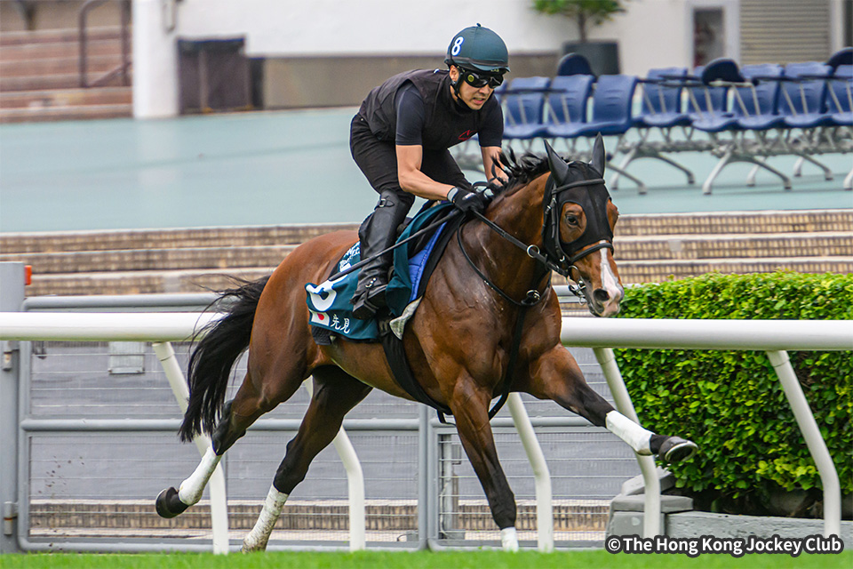 日本馬近況：2024年クイーンエリザベスⅡ世カップ 海外競馬発売 JRA