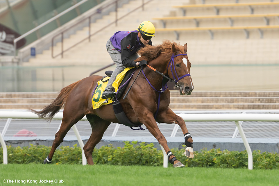 �E�C���J�[�l���A���̉摜