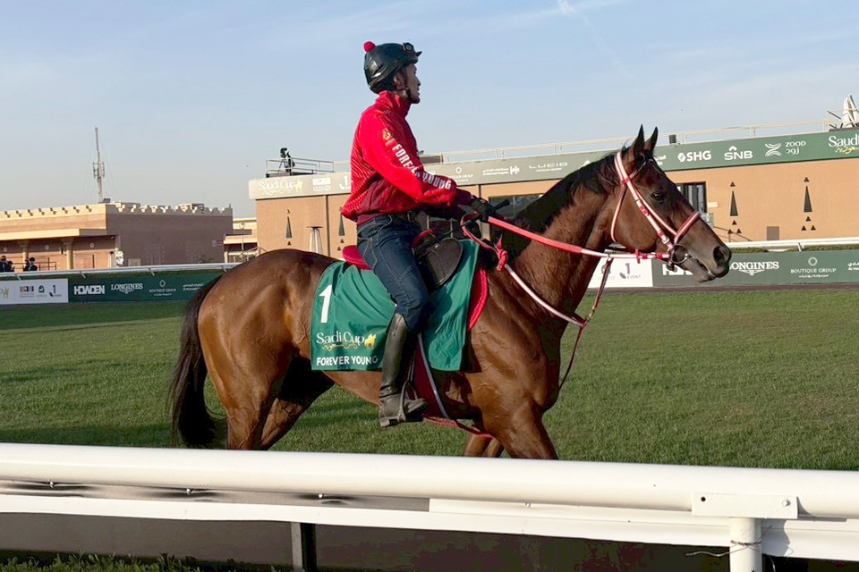 JRA所属馬近況：2026年サウジカップ 海外競馬発売 JRA