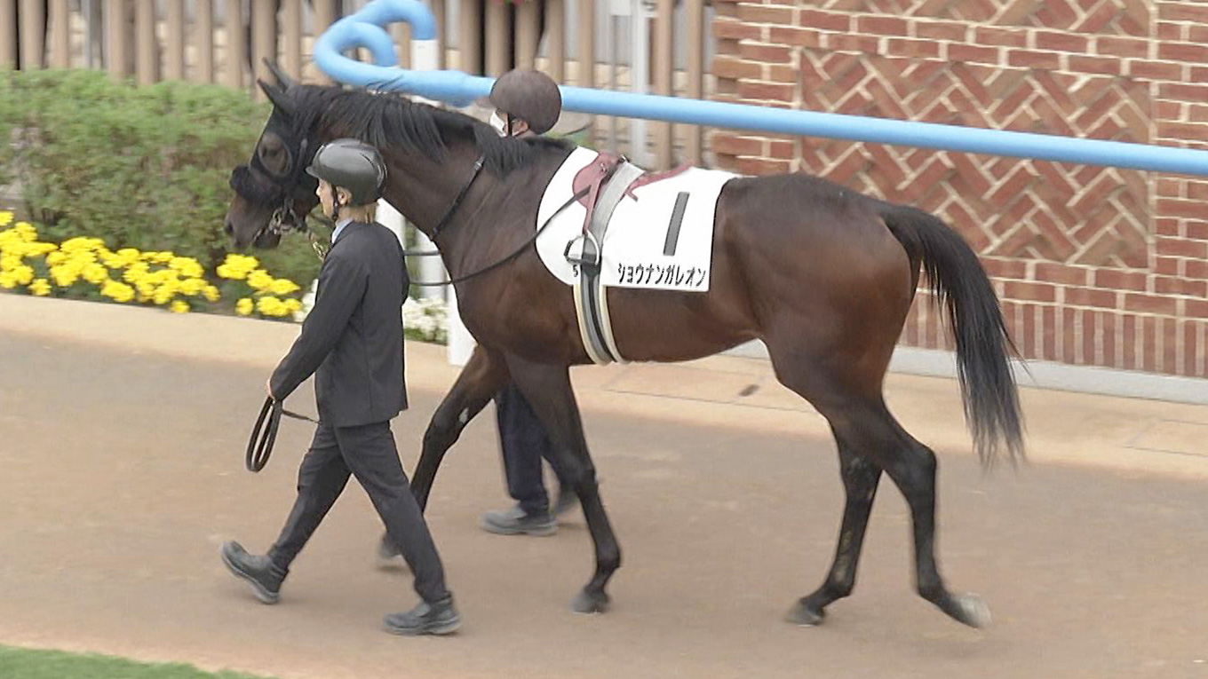 出走馬情報 2026年札幌2歳ステークス（GⅢ） JRA