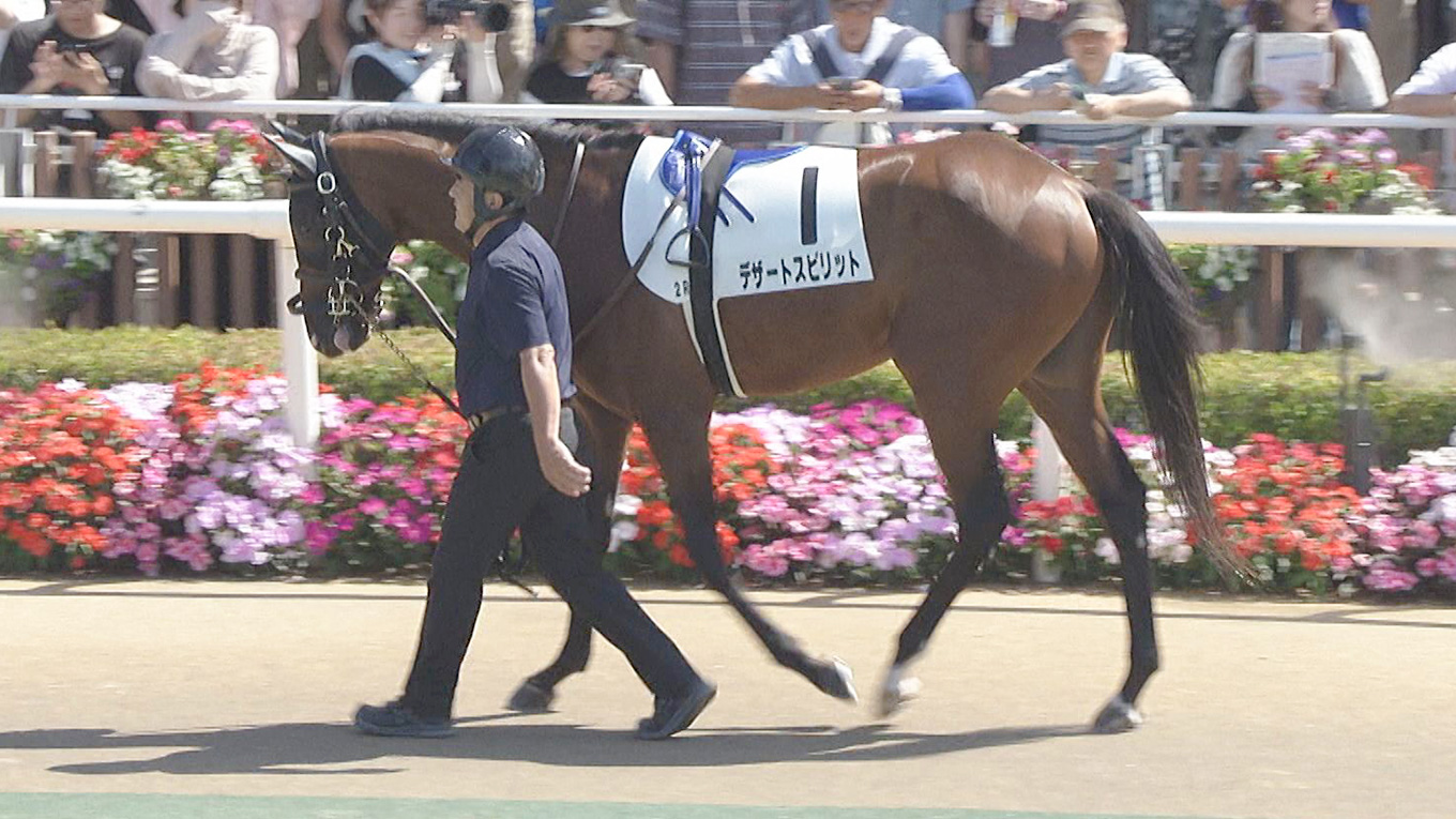 出走馬情報 2026年札幌2歳ステークス（GⅢ） JRA