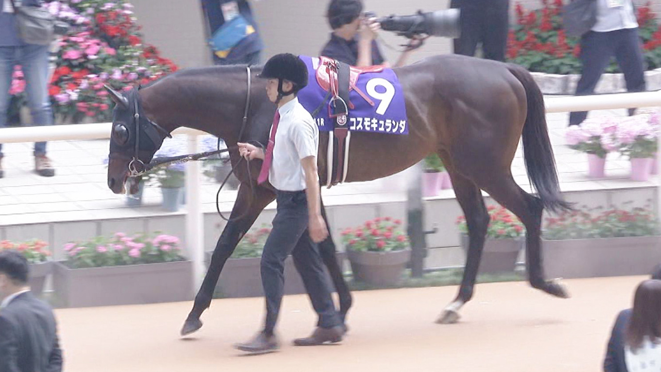 出走馬情報 2026年産経賞オールカマー（GⅡ） JRA