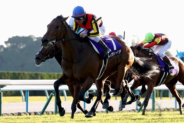 出走馬情報 2026年産経賞オールカマー（GⅡ） JRA