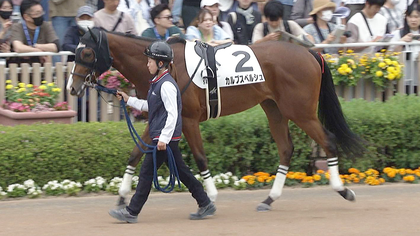 当選品】函館競馬場 函館2歳S レプリカゼッケン ラインパシオン