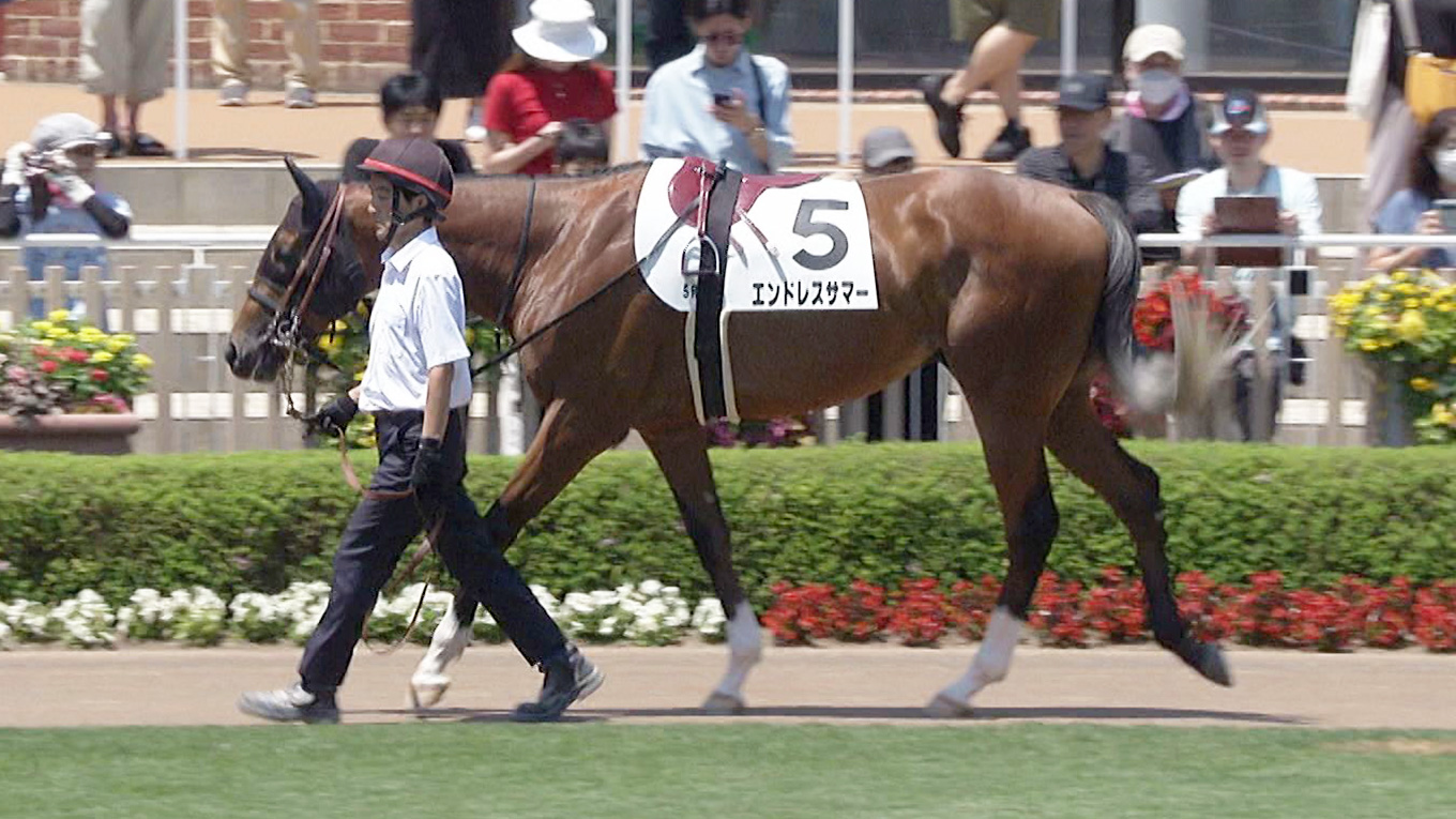 出走馬情報：函館2歳ステークス 今週の注目レース JRA
