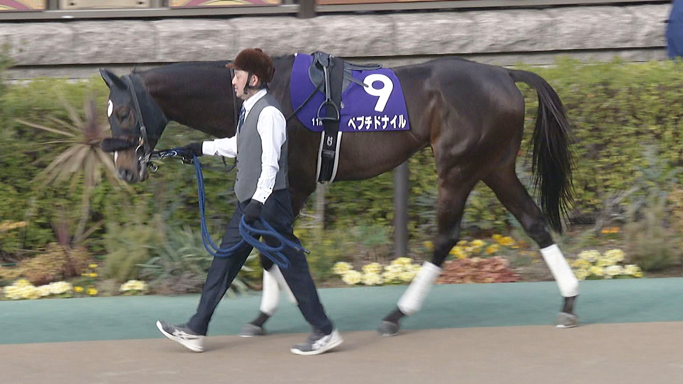 出走馬情報：チャンピオンズカップ 今週の注目レース JRA
