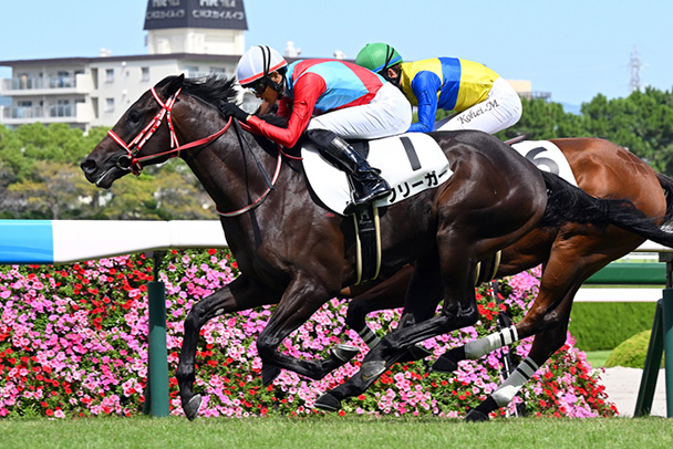 出走馬情報：ラジオNIKKEI杯京都2歳ステークス 今週の注目レース JRA
