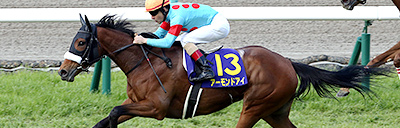 毛色の種類 サラブレッド講座 Jra