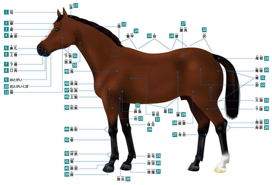 馬体の名称 競走馬 馬体の仕組み サラブレッド講座 Jra