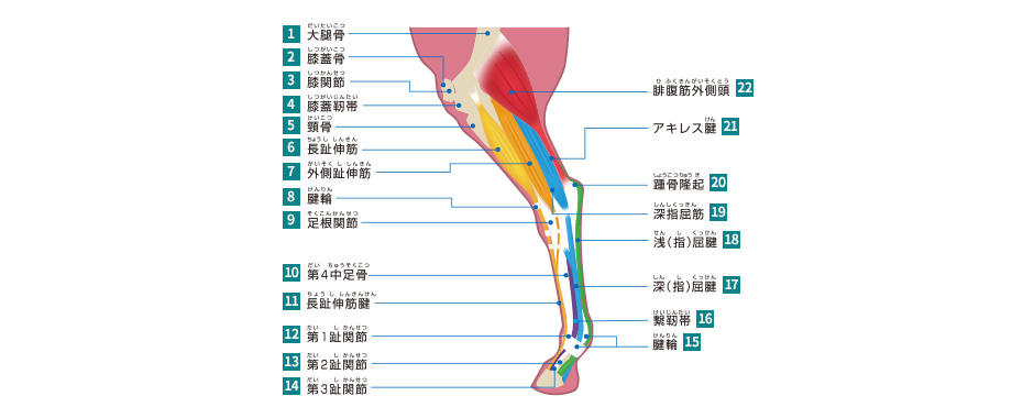 馬 の アキレス腱