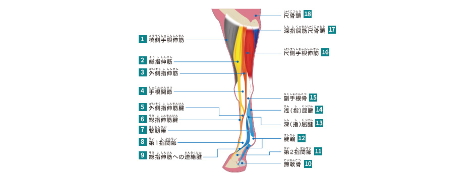 馬 の アキレス腱