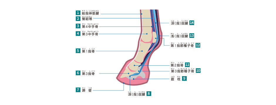 前肢下部の縦断面 イメージ