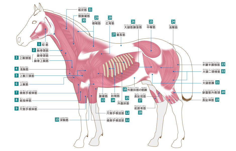 筋肉の名称 競走馬 馬体の仕組み サラブレッド講座 Jra