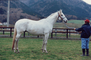芦毛の馬の写真