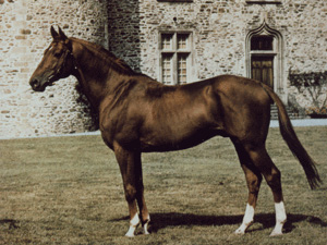 アングロアラブの馬の写真
