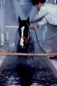 馬が温泉に入っている写真