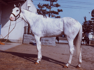 白毛の馬の画像