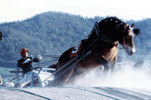ばんえい競馬のレース写真