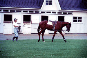 曳き運動をしている馬の写真