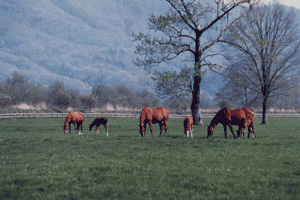 放牧される馬の写真