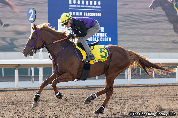 ウインカーネリアン