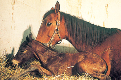 競走馬を購入するには 馬主になるには Jra