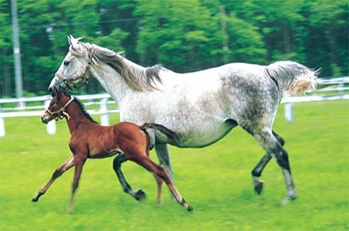 競走馬をめぐる人々 馬主になるには Jra