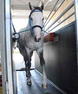 競走馬のリハビリテーションについて:馬主の方へ JRA 競走馬のリハビリテーションについて:馬主の方へ JRA