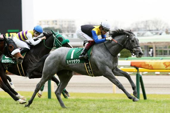 クイーンC優勝　ミヤマザクラ