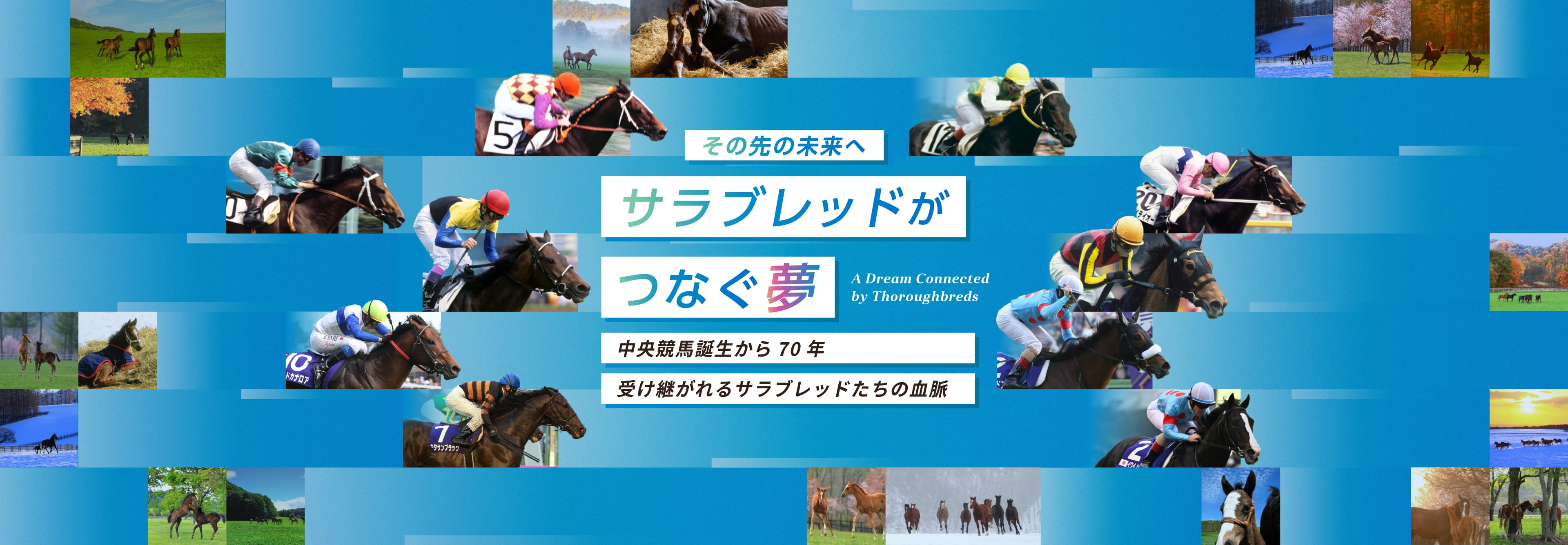 超希少競走馬THE VICTORY PLATINUM サラブレッド未開封